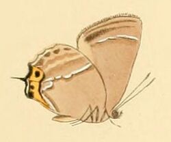 Favonius taxila1.JPG