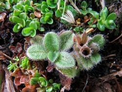 Myosotis antarctica 17152570.jpg