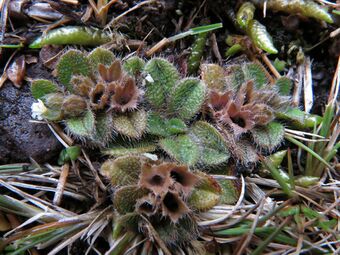 Myosotis antarctica 17153360.jpg