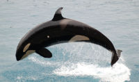 Jumping Orca.jpg