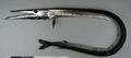 The daggertooth paralyses other mesopelagic fish when it bites them with its dagger-like teeth[38]