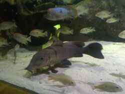 Auchenoglanis occidentalis 03.jpg