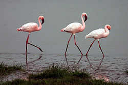 Lesser-flamingos.jpg