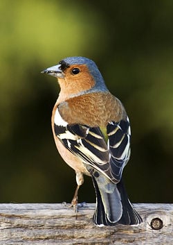 Fringilla coelebs (chaffinch), male