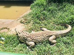 crocodile-in-entebbe-zoo