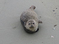 Harborseal.jpg