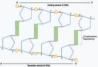 Shows the two polynucleotide strands within the DNA molecule joined by hydrogen bonds between complementary base pairs. One strand runs in the 5' to 3' direction and the complementary strands runs in the opposite direction 3' to 5' as it is antiparallel.