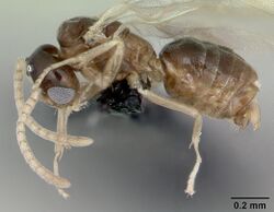 Tapinoma subtile casent0065204 profile 1.jpg