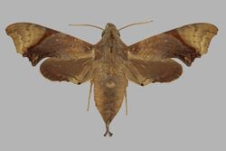 Temnora palpalis, female, upperside. Madagascar, Forest Belt.jpg