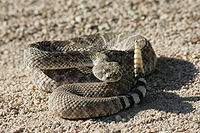 Western diamondback.jpg