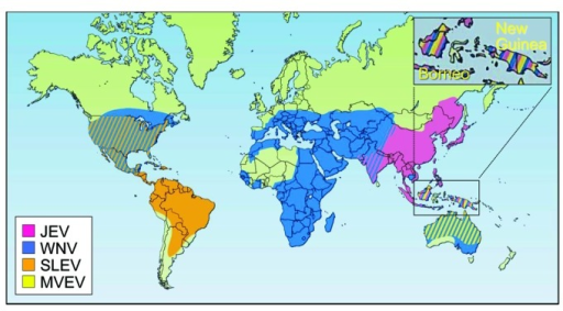 Geographic distribution of four members of the JE serological group: JEV,WNV,MVEVV, and St. Louis encephalitis virus (SLEV)