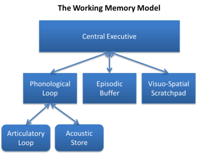 Baddeley and Hitch's Working Memory Model.png