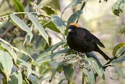 Gold-naped Finch Old Silk Route, East Sikkim, India 23 April 2015.jpg