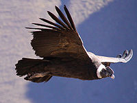 Andean condor.jpg