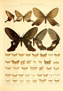 Diegrossschmette02seit 0027.jpg