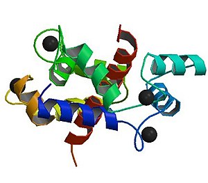 PBB Protein RYR1 image.jpg