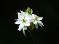 O. thyrsoides