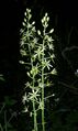 O. pyrenaicum