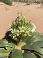 O. xanthochlorum