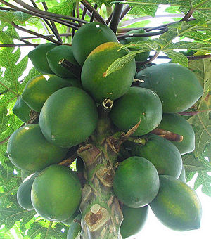 Papayas.jpg