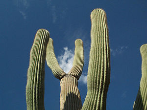 SaguaroCactus.jpg