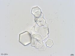 Translucent, hexagon-shaped crystals seen through a microscope