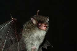 Beelzebub bat 1.jpg