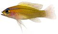 Lipogramma trilineata