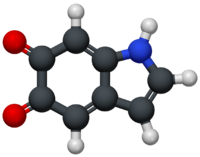 Molecular model of indole-5,6-quinone
