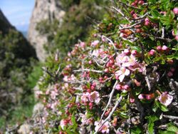 Prunus prostrata.jpg