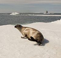 Female ribbon seal.jpg