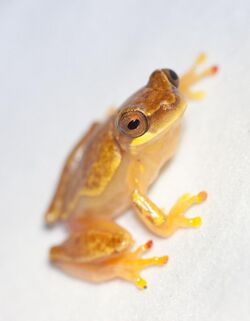 Hourglass Treefrogs (Hyla ebraccata) 3.jpg