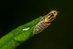 Chlorops sp.-pjt.jpg