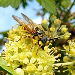 Callicera spinolae.jpg