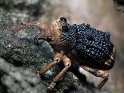 Black Brown Weevil.jpg