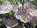 Showy-Primrose-Group.JPG