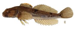 Cottus cognatus.jpg