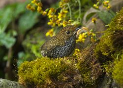 Taiwan Wren-Babbler - Taiwan S4E8523 (19551633761).jpg