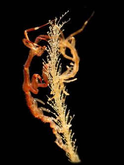 Caprella mutica 2.jpg