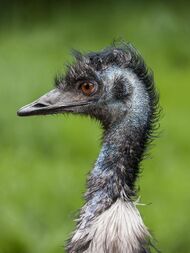 An emu's head and neck