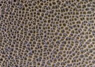 Close view of intersecting dunes, as seen by HiRISE under HiWish program This image was named HiRISE picture of the day.