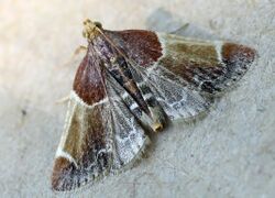Pyralis farinalis01.jpg