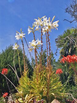 Liliaceae - Lilium candidum-1.jpg