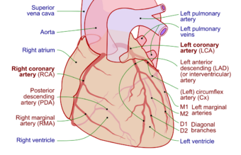 Coronary arteries.svg