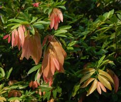 Cynom caulif Lv 071126-1784 tdp.jpg