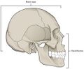 Facial bones and neurocranium (labeled as "Brain case").