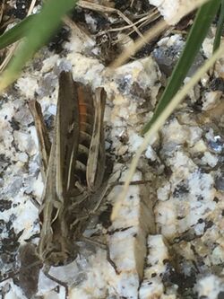 Chorthippus yersini - inat 23329255.jpg