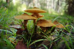 Armillaria luteobubalina 67510.jpg