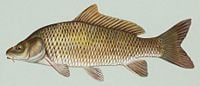 Common carp, Cyprinus carpio