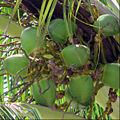 Florida Keys Coconut Palm.jpg